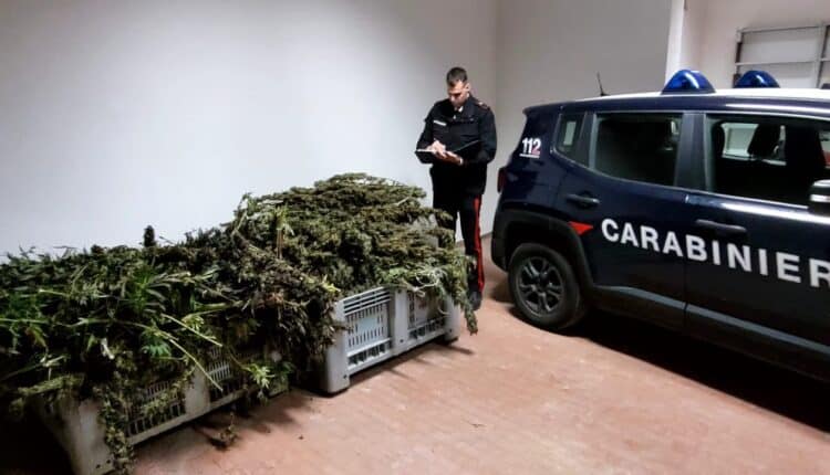 Sant’Anastasia: due arresti e sequestro record di 109 chili di marijuana.