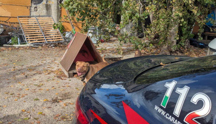 Napoli, controlli nel campo rom di Poggioreale: sequestri per 10mila euro, 30 tonnellate di rame e 2 cani salvati