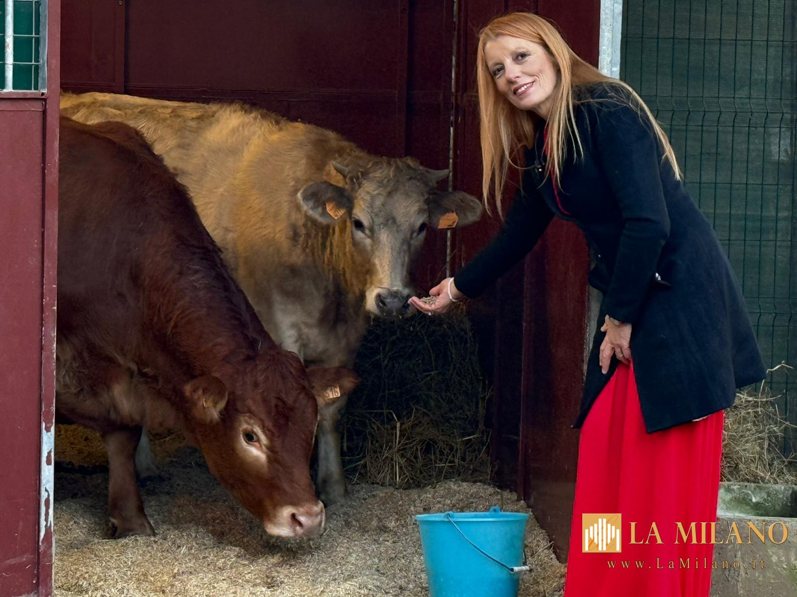 La storia di Minerva, la mucca simbolo di libertà: salvata e accolta nel CRAS “Stella del Nord”