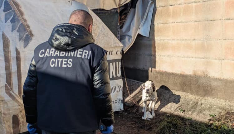 Napoli: controlli nei campi rom, sequestri e denunce.