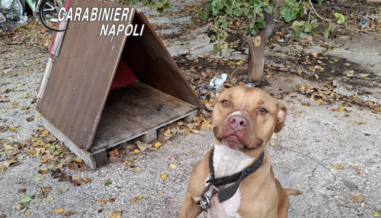 Napoli, controlli nel campo rom di Poggioreale: sequestri per 10mila euro, 30 tonnellate di rame e 2 cani salvati