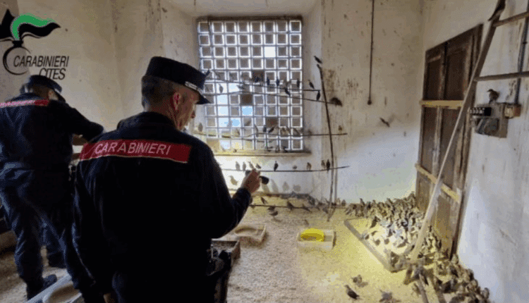Operazione “Pettirosso”: Carabinieri Forestali in prima linea contro il bracconaggio. 135 denunciati, oltre 2.400 uccelli sequestrati