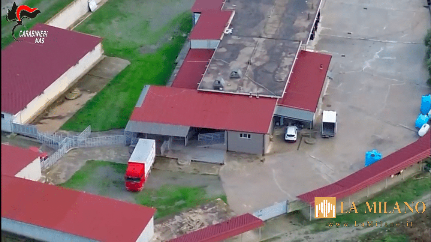 Nas Carabinieri Cosenza: scoperta macellazione clandestina di cavalli, un arresto e cinque persone denunciate