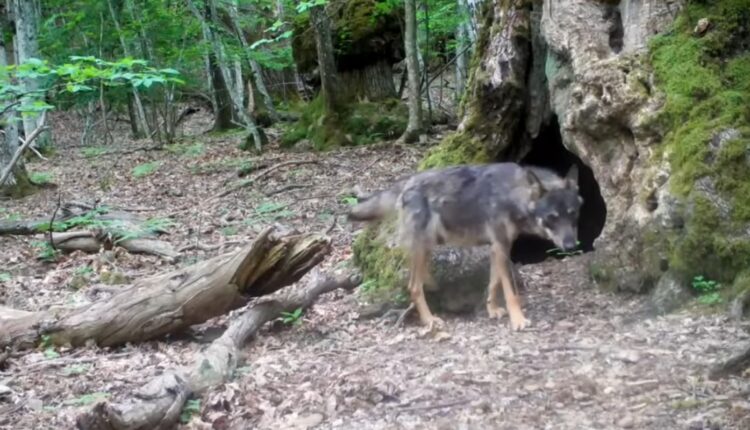 Giornata nazionale dell’albero: la Lombardia celebra i suoi alberi monumentali, custodi di storia e identità