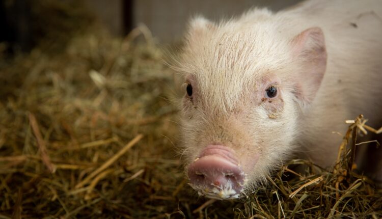 Milano, MiVeg Festival 2025: dieci anni di etica in movimento tra cultura, impegno e sapori