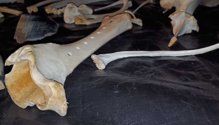 Matthew Herbert porta “The Horse” in Triennale Milano: un viaggio sonoro tra archeologia musicale, spiritualità e natura