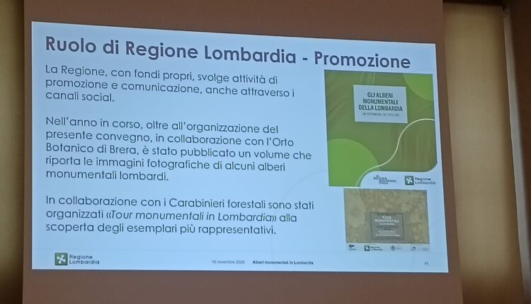 Giornata nazionale dell’albero: la Lombardia celebra i suoi alberi monumentali, custodi di storia e identità