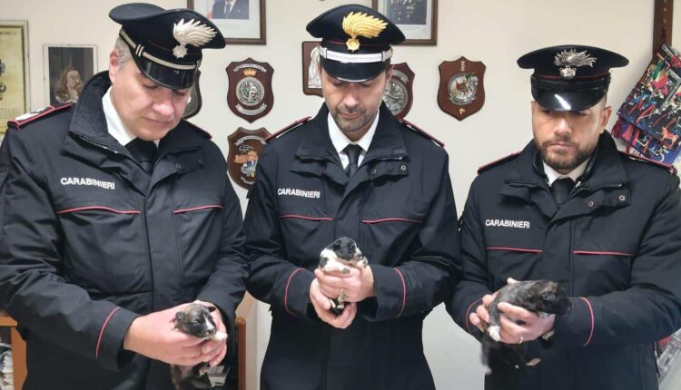 Caltanissetta: Carabinieri salvano 18 cuccioli abbandonati.