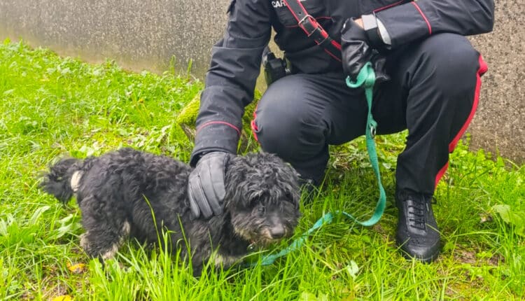 Lusevera, cane maltrattato e lasciato tra rifiuti e escrementi: i Carabinieri lo salvano e denunciano il proprietario