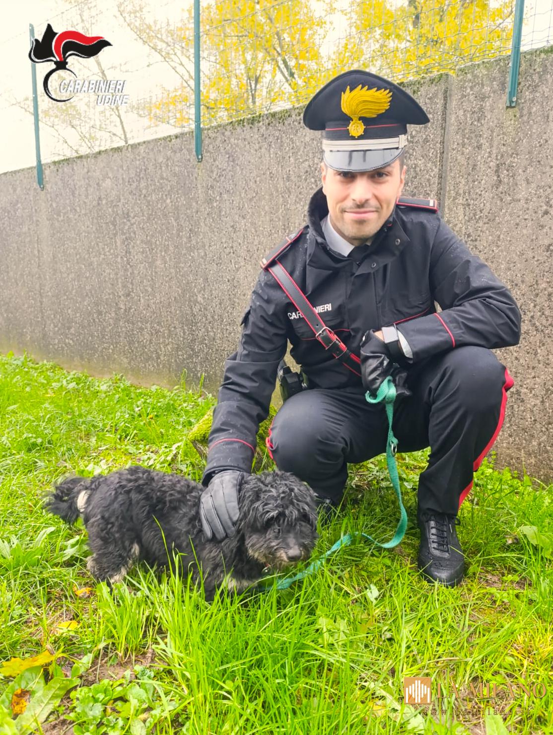 Lusevera, cane maltrattato e lasciato tra rifiuti e escrementi: i Carabinieri lo salvano e denunciano il proprietario