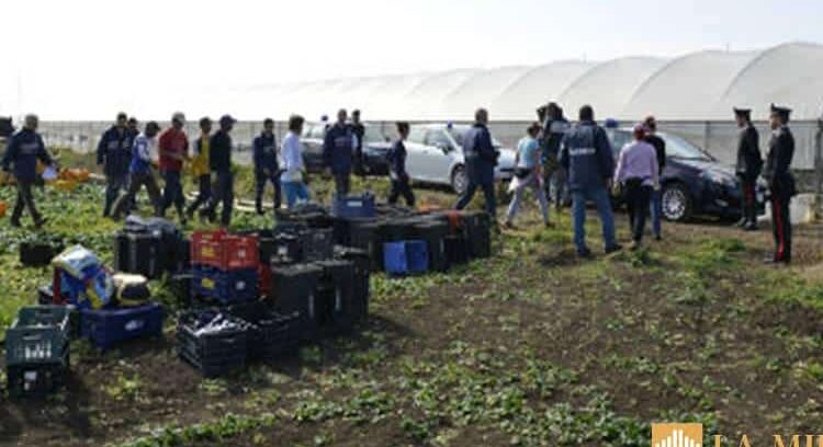 Trapani: controlli nella campagna olearia, arresti e sanzioni.