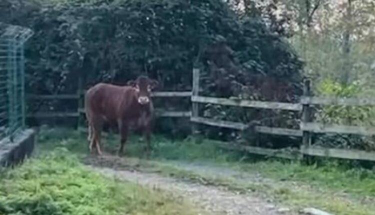 Minerva, la mucca che ha scelto la libertà: la sua fuga straordinaria commuove l’Italia.