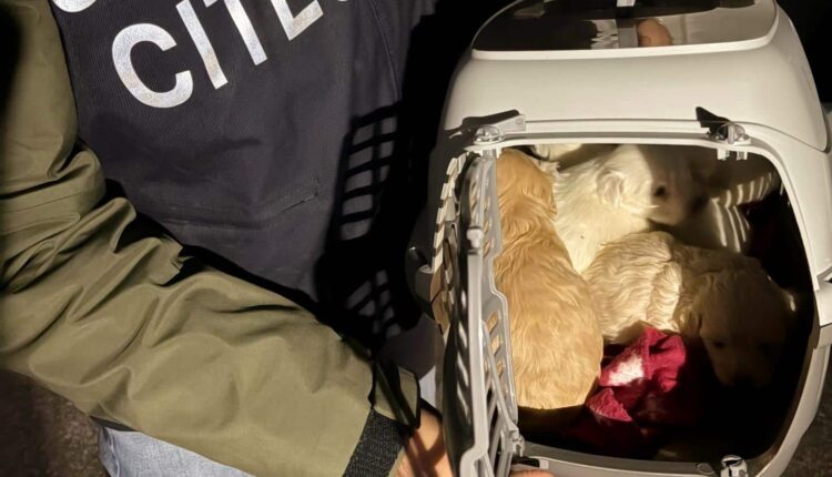 Cuccioli venduti illegalmente online: sequestrati 7 Maltipoo a Bologna