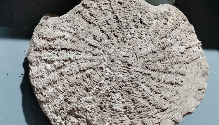 Pompei, nuove scoperte a Civita Giuliana: gli schiavi meglio nutriti dei “liberi”. Ritrovate fave, frutta e oggetti del lavoro servile