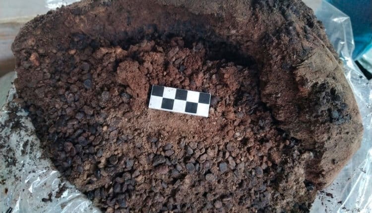 Pompei, nuove scoperte a Civita Giuliana: gli schiavi meglio nutriti dei “liberi”. Ritrovate fave, frutta e oggetti del lavoro servile