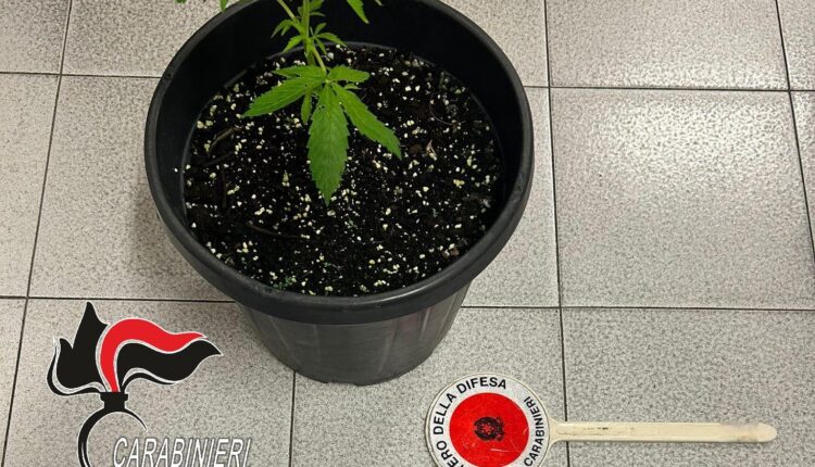 Ferrara, lite in famiglia la sera di Natale porta alla scoperta della droga: arrestato 20enne dai Carabinieri