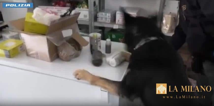 Maxi operazione antidroga della Polizia di Stato