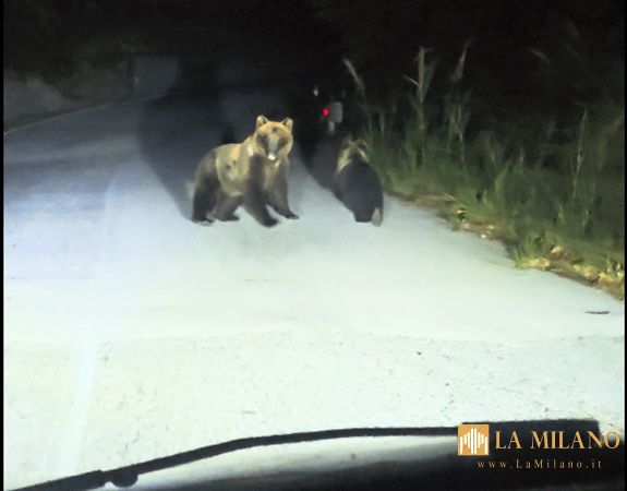 Cerro al Volturno: orsa con cucciolo inseguita da auto, individuato il responsabile.