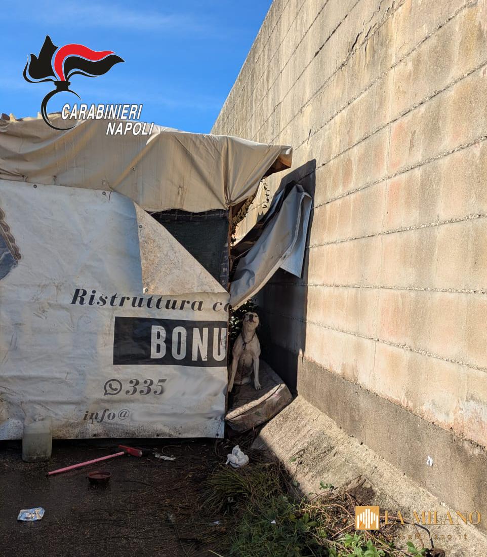 Napoli: controlli nei campi rom, sequestrati 400 kg di rame rubato e due pitbull maltrattati