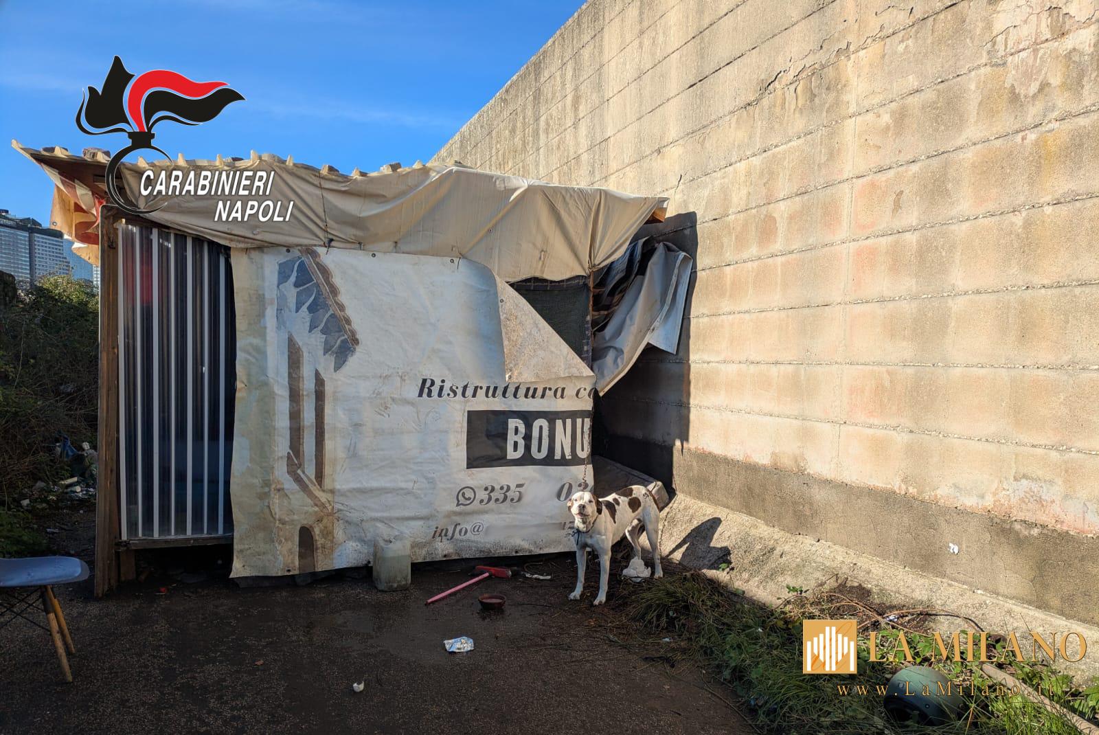 Napoli: controlli nei campi rom, sequestrati 400 kg di rame rubato e due pitbull maltrattati