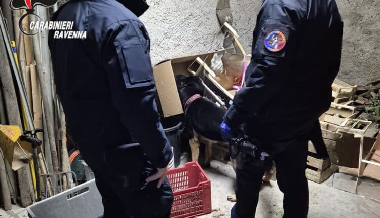 Carabinieri sequestrano marijuana e laboratorio domestico ad Alfonsine