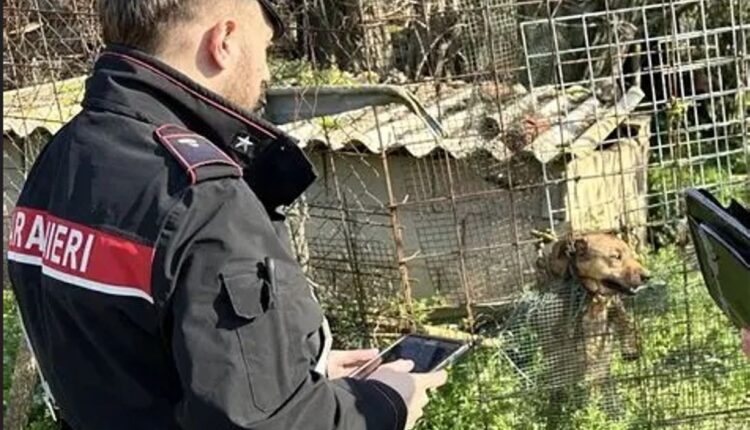 Carabinieri Forestali, controllo per maltrattamenti sugli animali a Chiaravalle Centrale