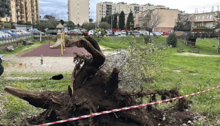 Roma, morte Francesca Ianni travolta da un albero: due indagati a rischio processo