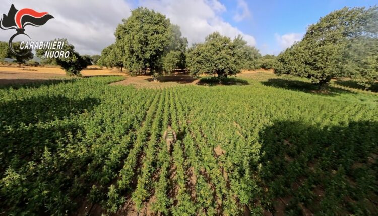 Maxi piantagione di marijuana sequestrata nelle campagne di Orani